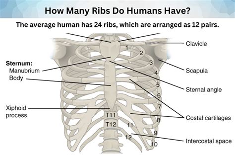how many ribs do humans have